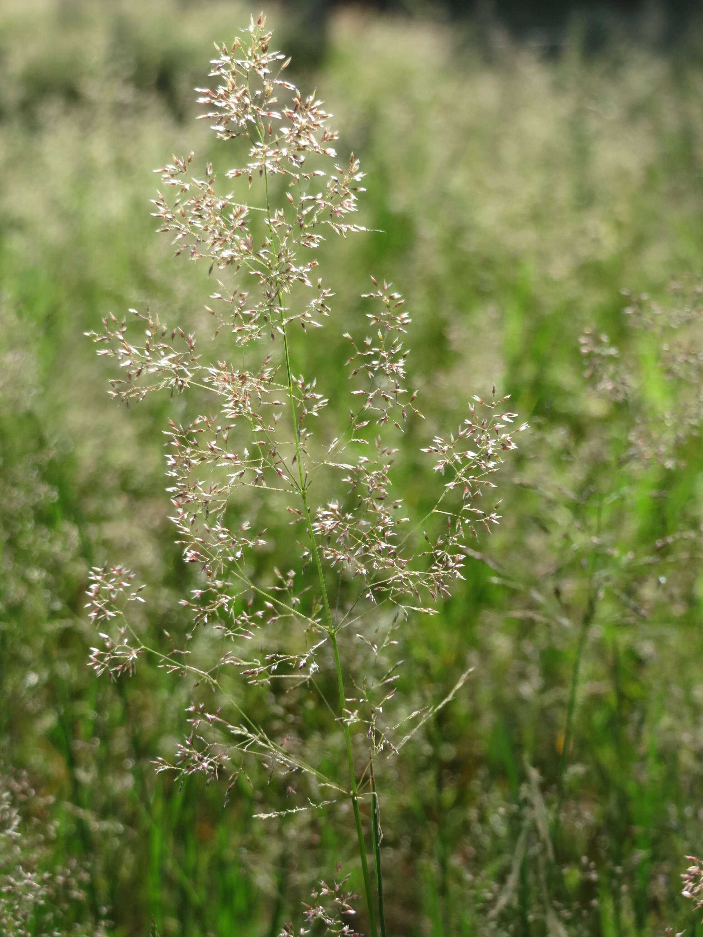 Image de Agrostis commun