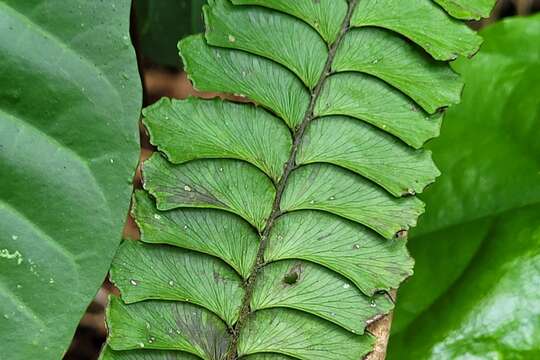 Image of Adiantum abscissum Schrad.