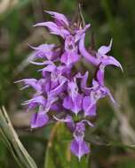 Image de Dactylorhiza aristata (Fisch. ex Lindl.) Soó