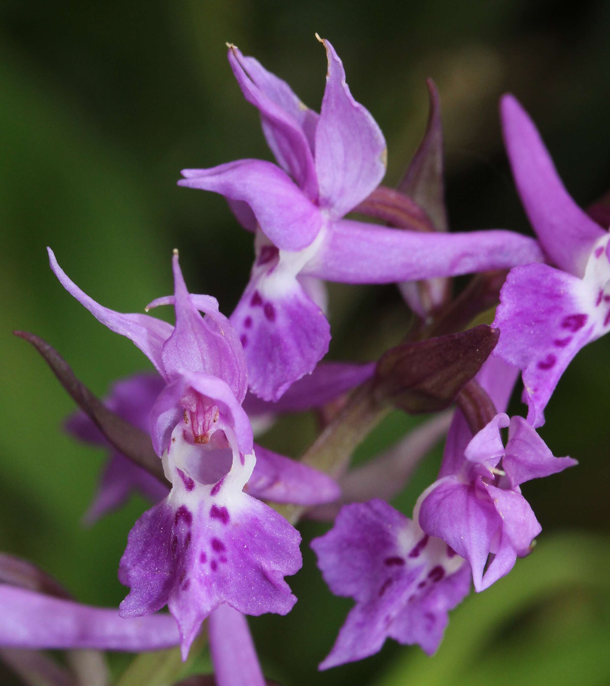 Image de Dactylorhiza aristata (Fisch. ex Lindl.) Soó