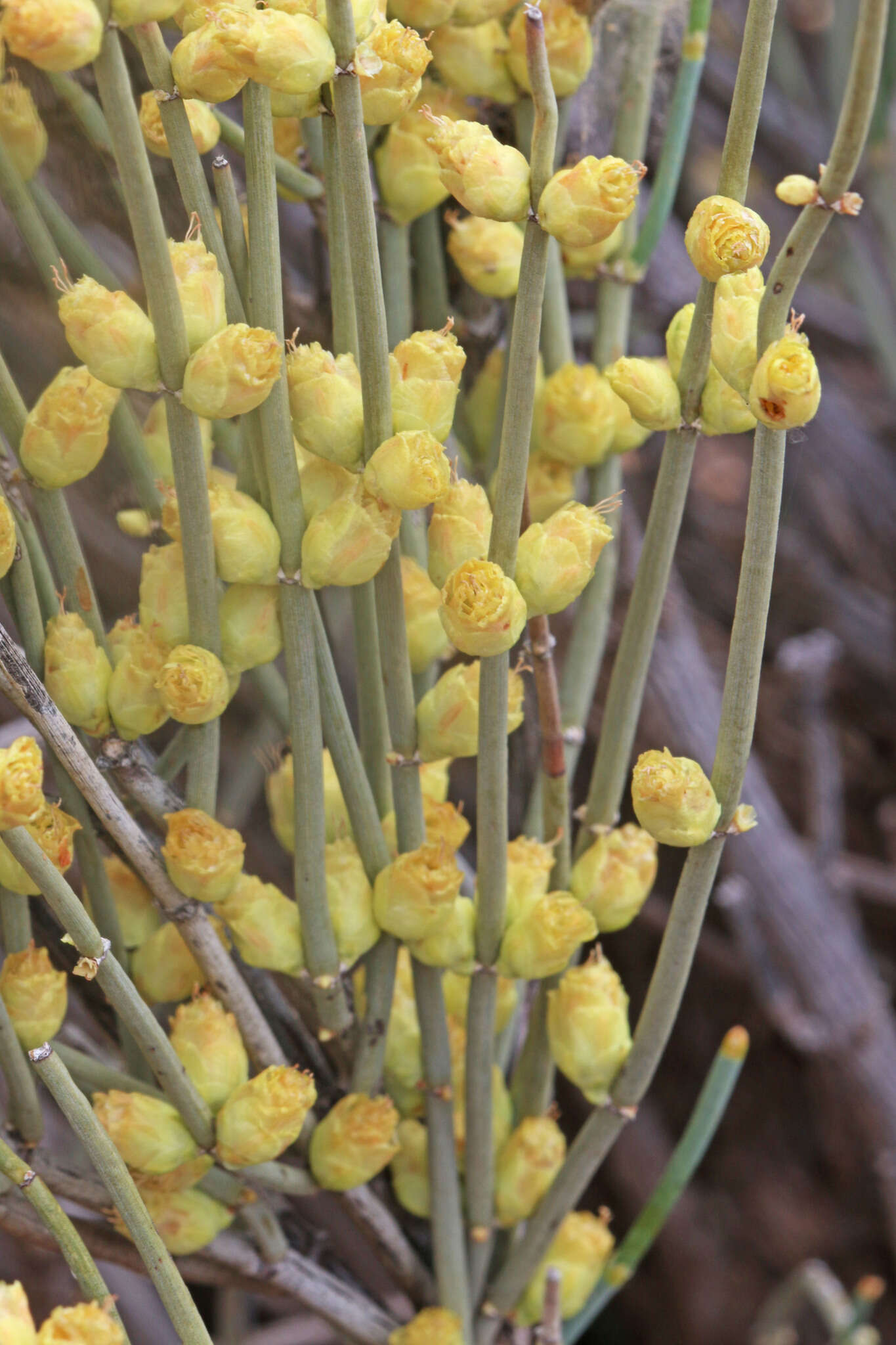 Ephedra torreyana var. torreyana的圖片