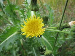 Image of common sowthistle