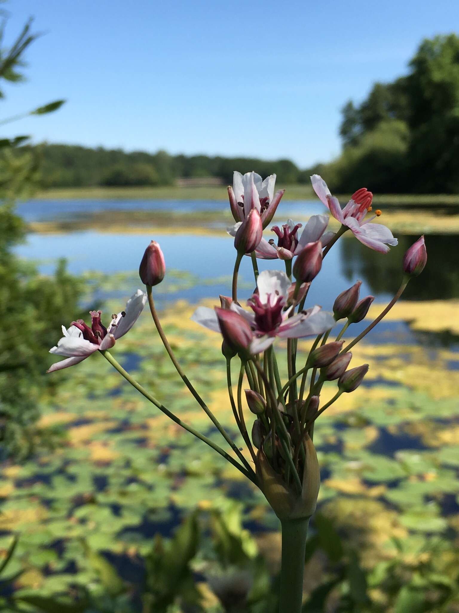 Image of flowering rush family