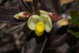 Image of shrubby milkwort