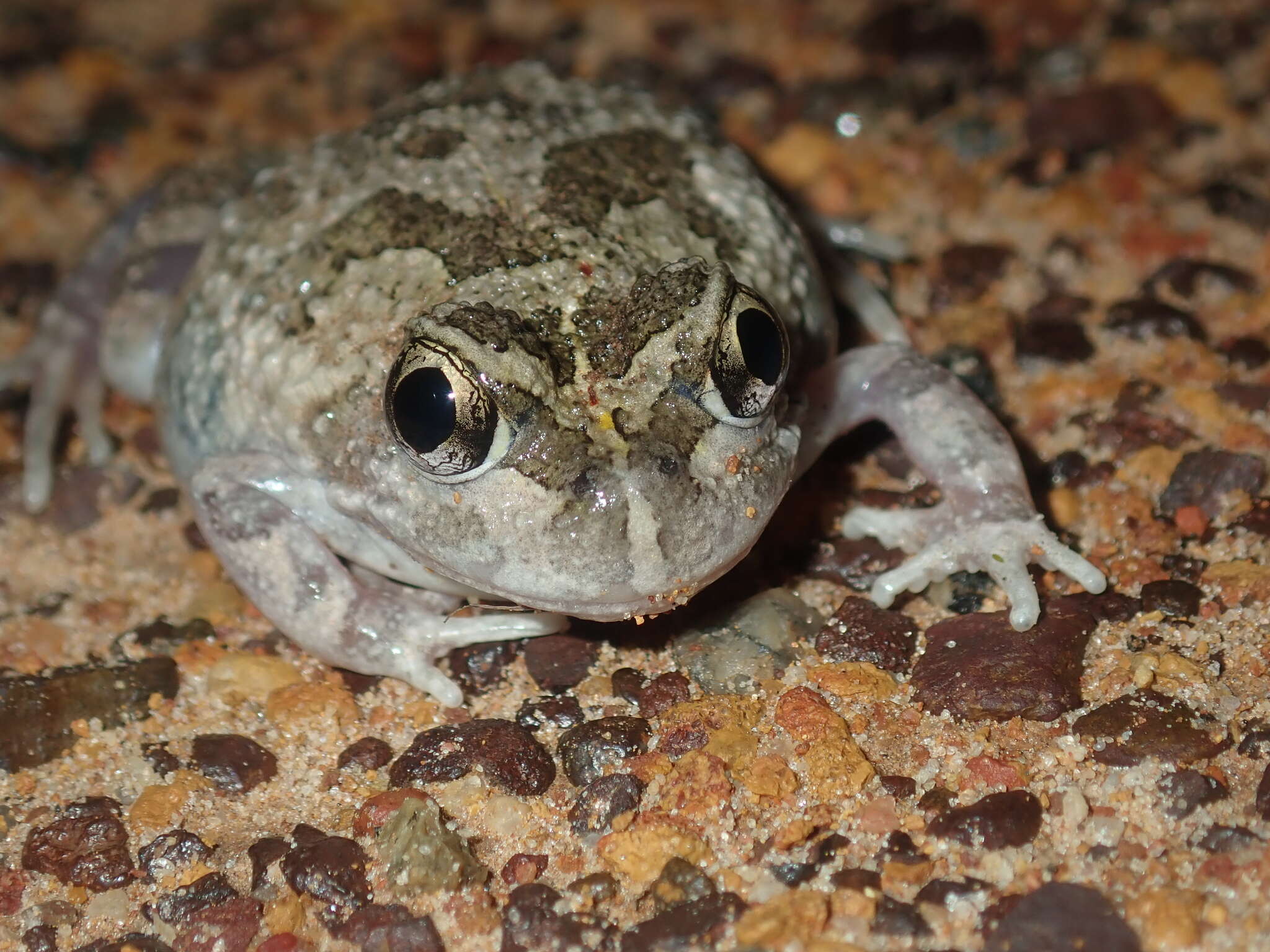 Imagem de Neobatrachus pelobatoides (Werner 1914)