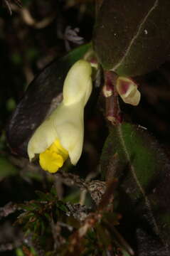 Image of shrubby milkwort