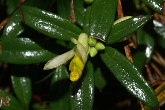 Image of shrubby milkwort