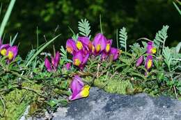 Image of shrubby milkwort