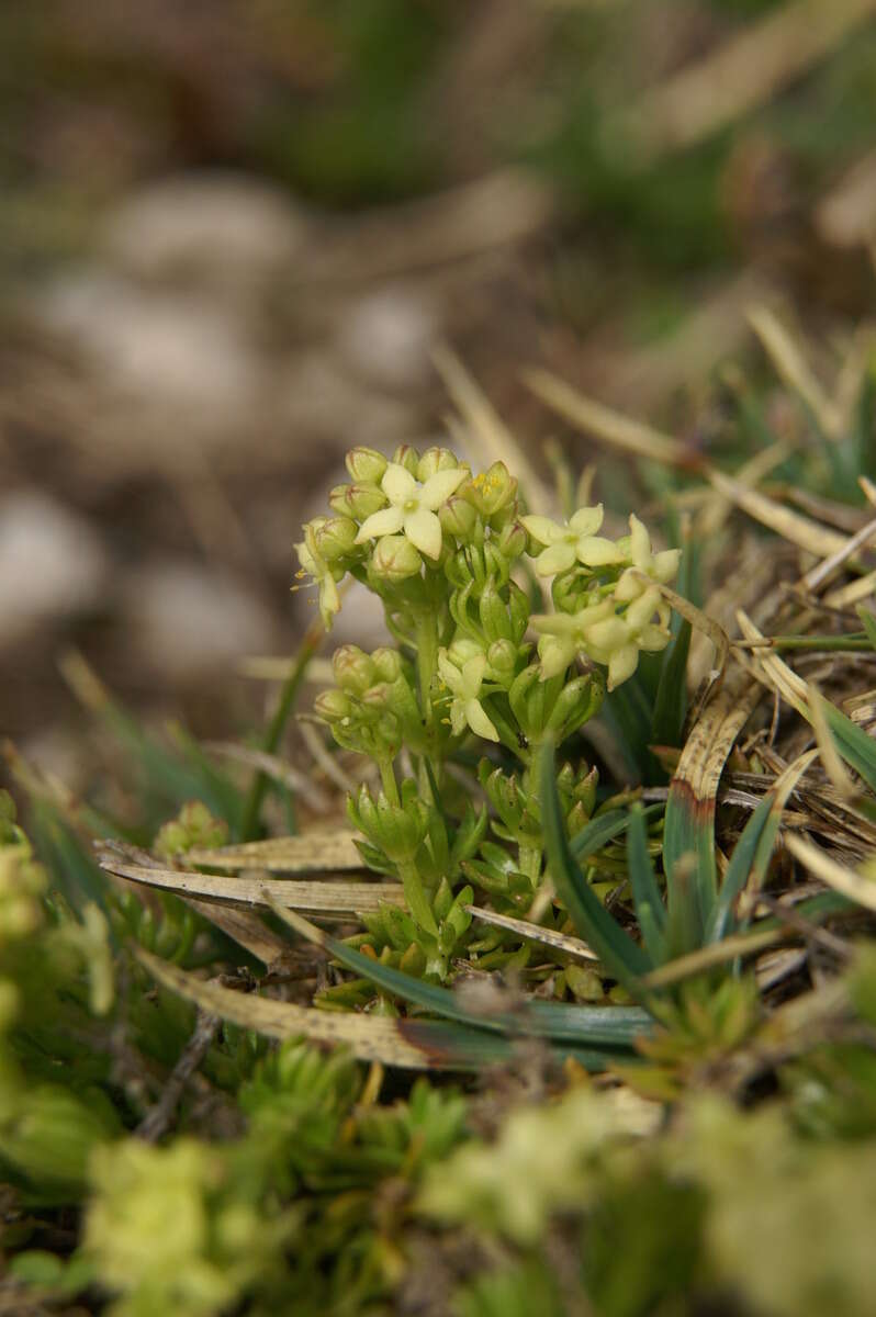 Plancia ëd Galium anisophyllon Vill.