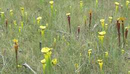 Image of Yellow pitcher plant