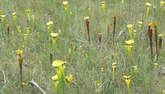 Image of Yellow pitcher plant