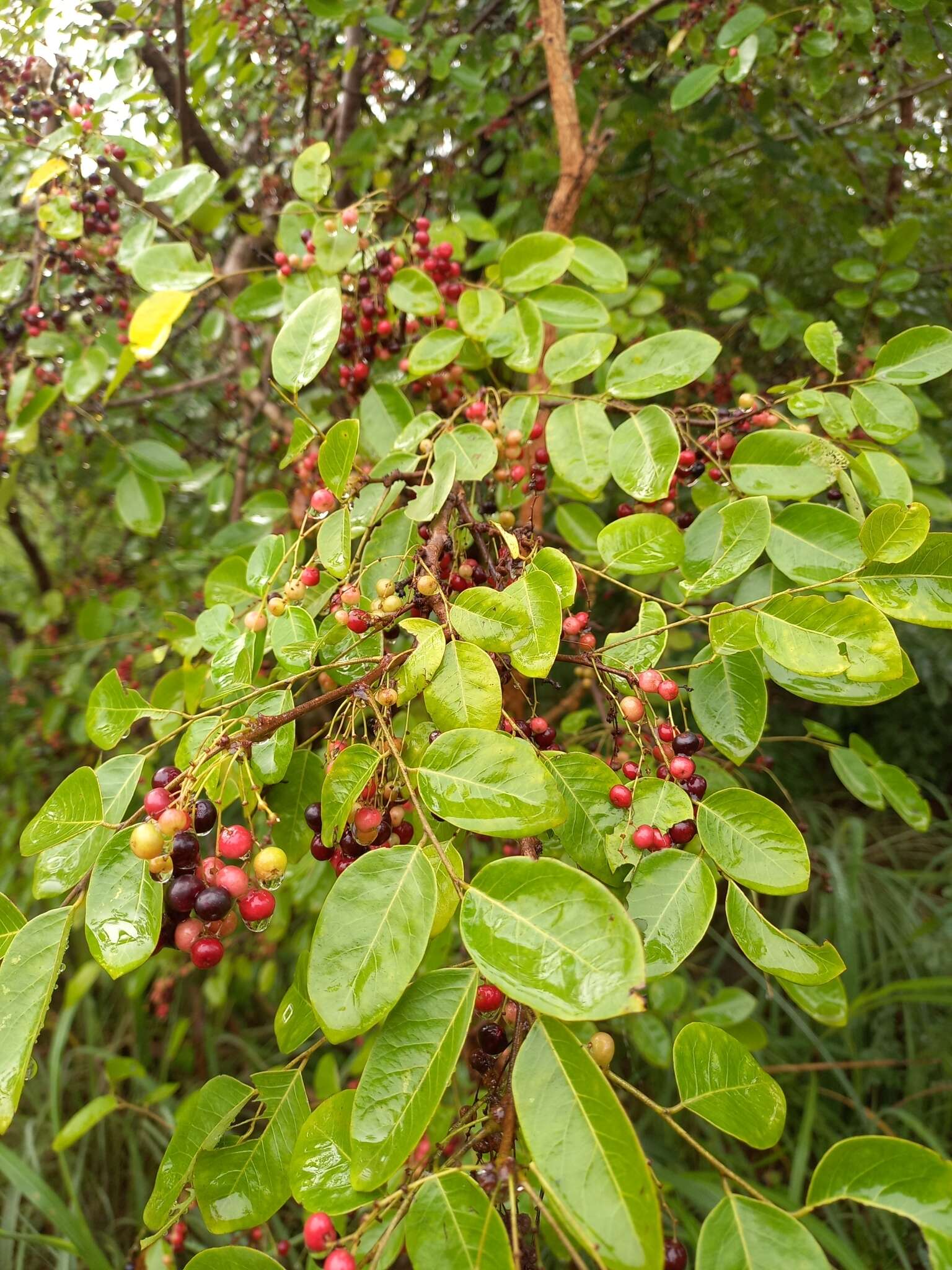 Image of Phyllanthus muellerianus (Kuntze) Exell