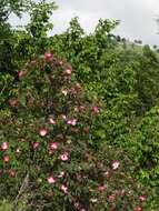 Plancia ëd Rosa glauca Pourret