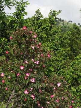 Image of Rosa glauca Pourret