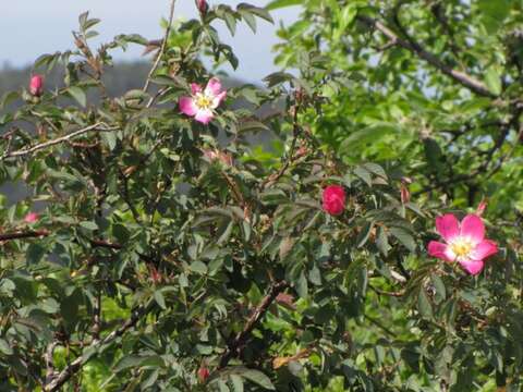 Image of Rosa glauca Pourret