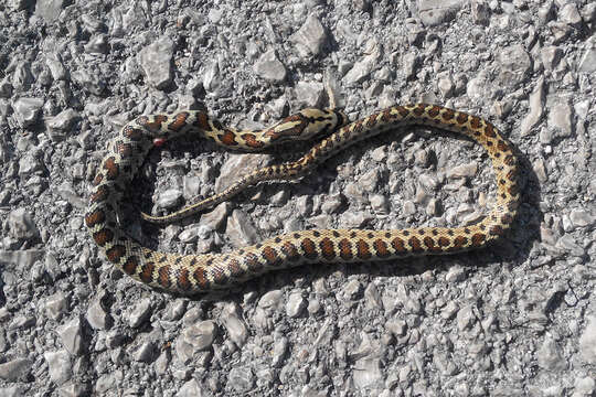 Image of European Ratsnake