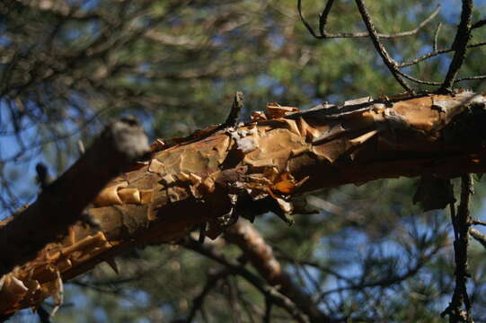 Image of Scotch Pine