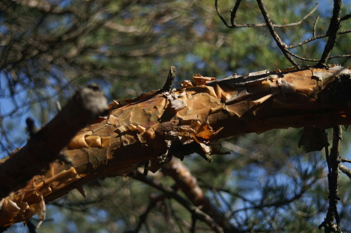 Image of Scotch Pine