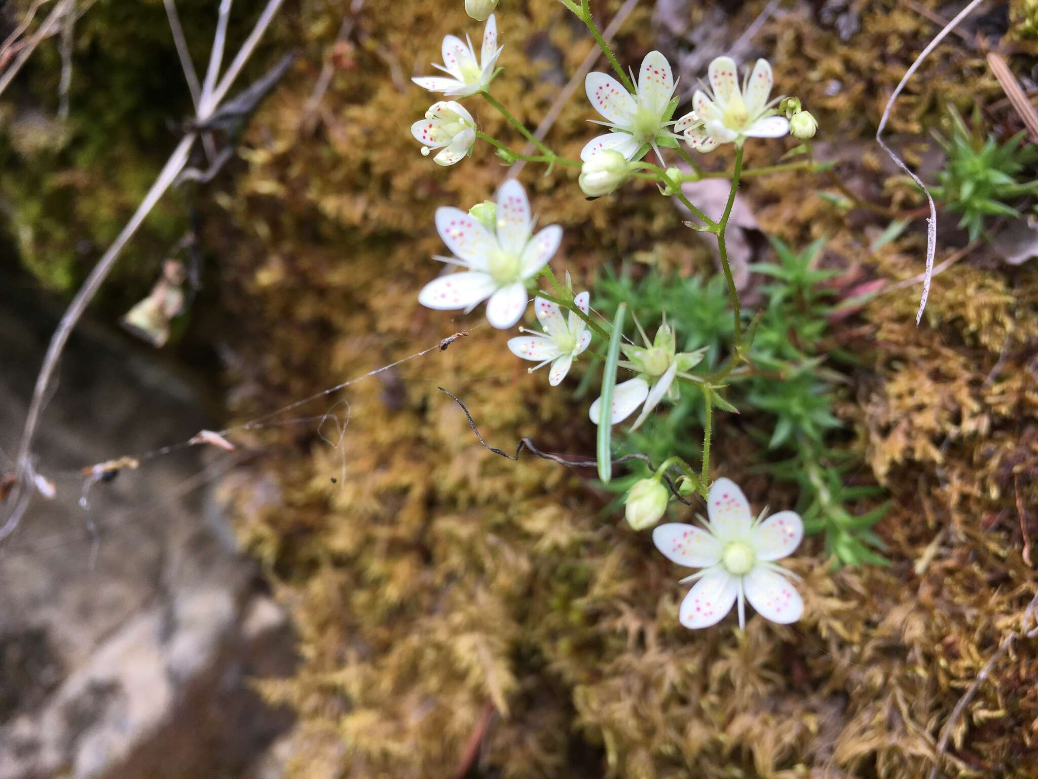 Image of yellowdot saxifrage