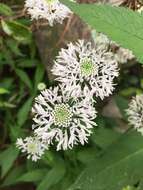 Image of Broad-Leaf Barbara's-Buttons