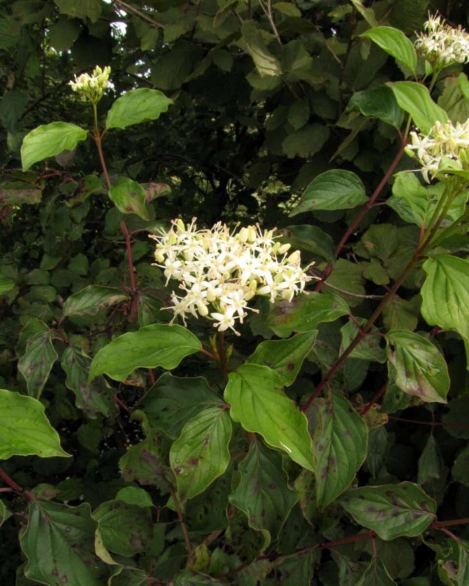 Image of bloodtwig dogwood