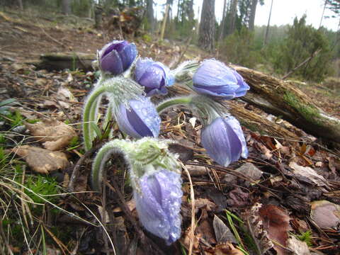 Image of Eastern Pasque Flower