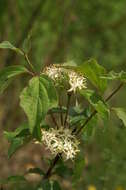 Imagem de Cornus sanguinea L.