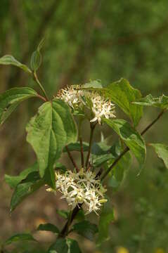 Image of bloodtwig dogwood