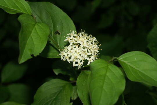 Image of bloodtwig dogwood