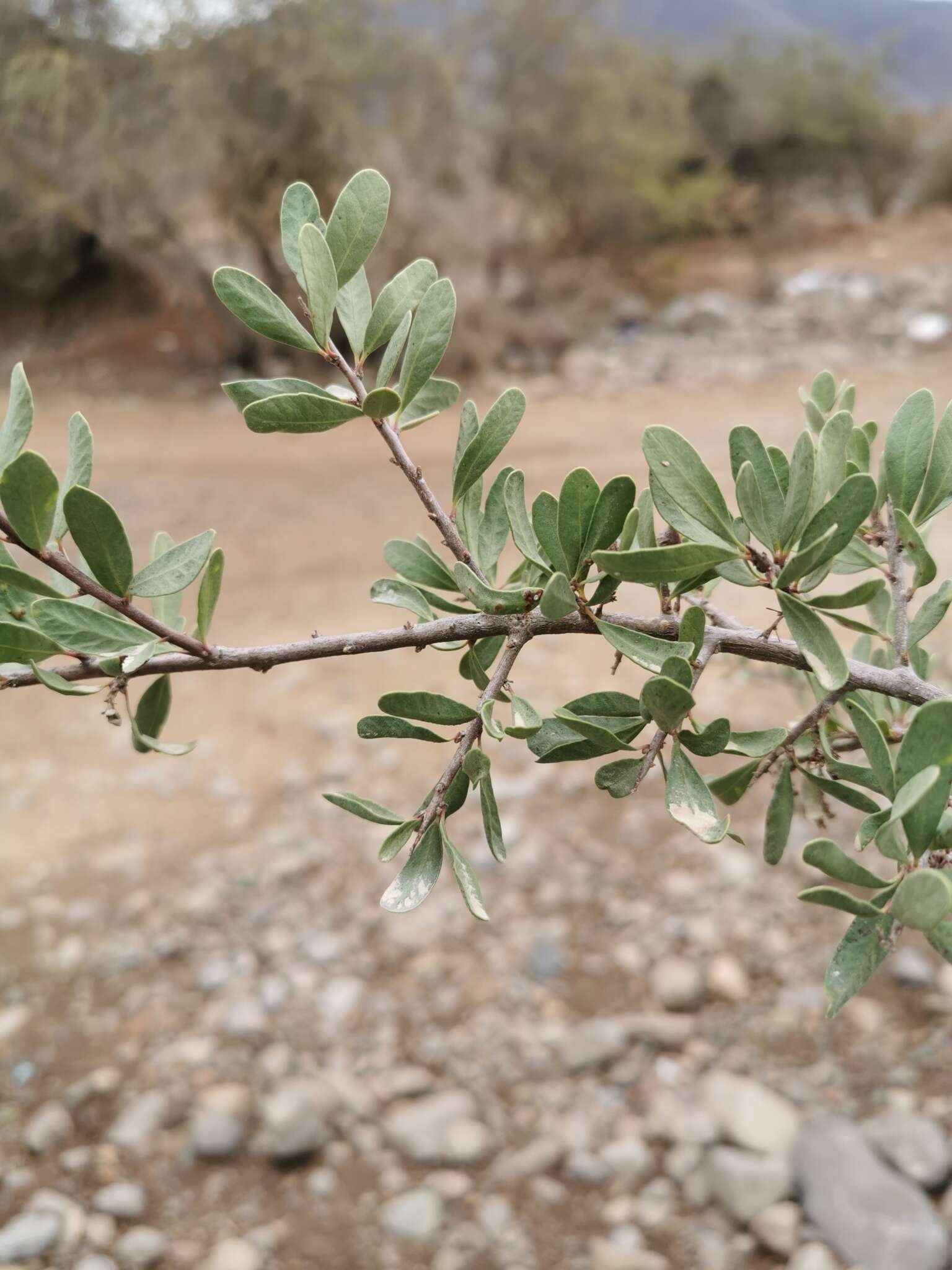 Image de Schinus polygama (Cav.) Cabrera