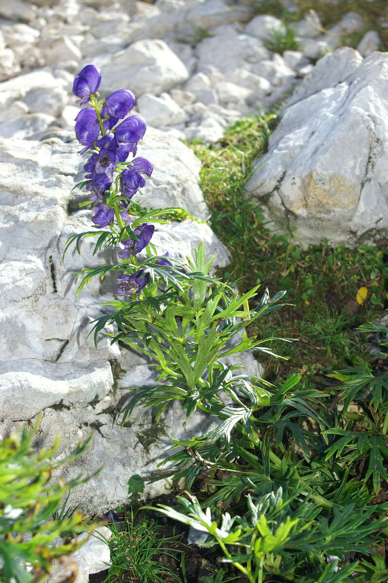 Слика од Aconitum napellus L.