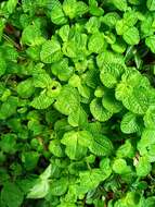 Imagem de Pilea nummulariifolia (Sw.) Wedd.