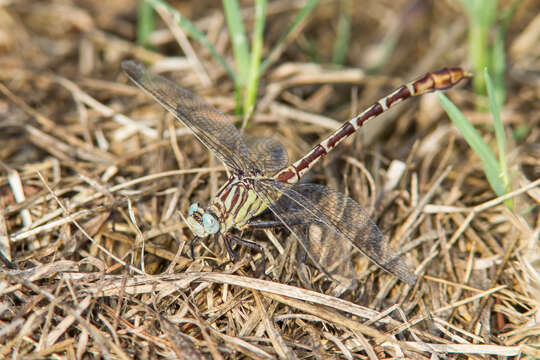 Image of Dromogomphus spoliatus (Hagen ex Selys 1858)