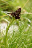 Image of Gymnadenia rhellicani (Teppner & E. Klein) Teppner & E. Klein