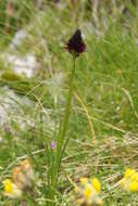 صورة Gymnadenia rhellicani (Teppner & E. Klein) Teppner & E. Klein