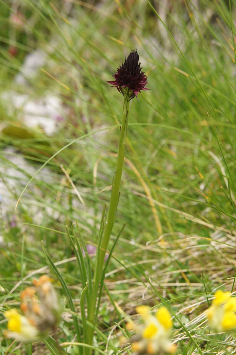 صورة Gymnadenia rhellicani (Teppner & E. Klein) Teppner & E. Klein