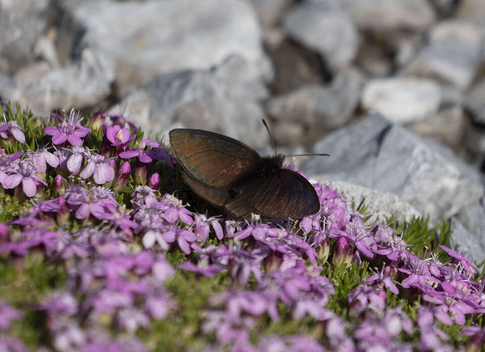 Erebia pluto De Prunner 1798 resmi