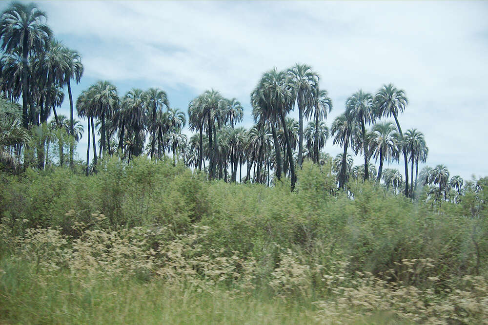 Image of Yatay palm