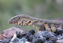 Image of Varanus niloticus