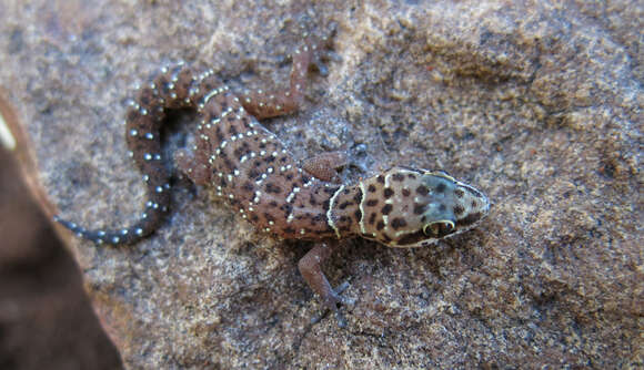 Image of Van Son's Gecko