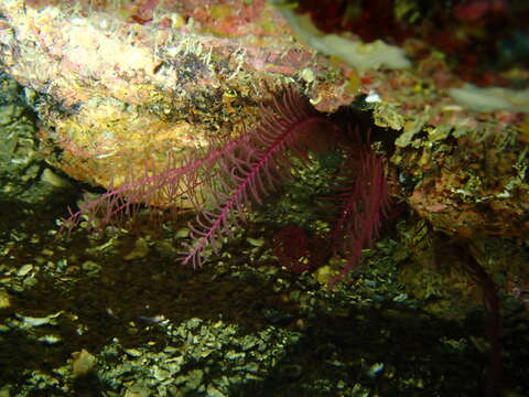 Image of Mediterranean feather star