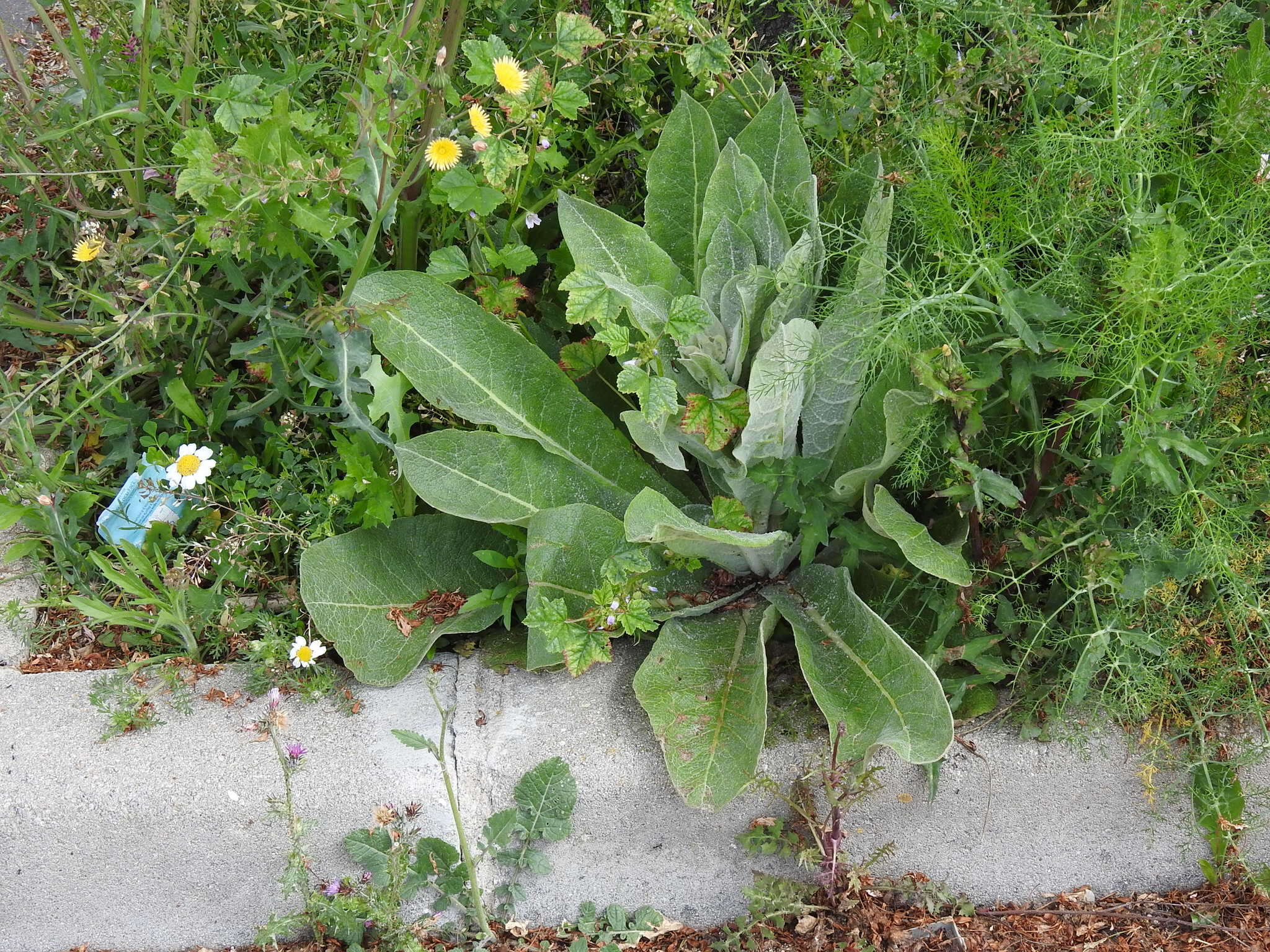 Image of broad-leaf mullein