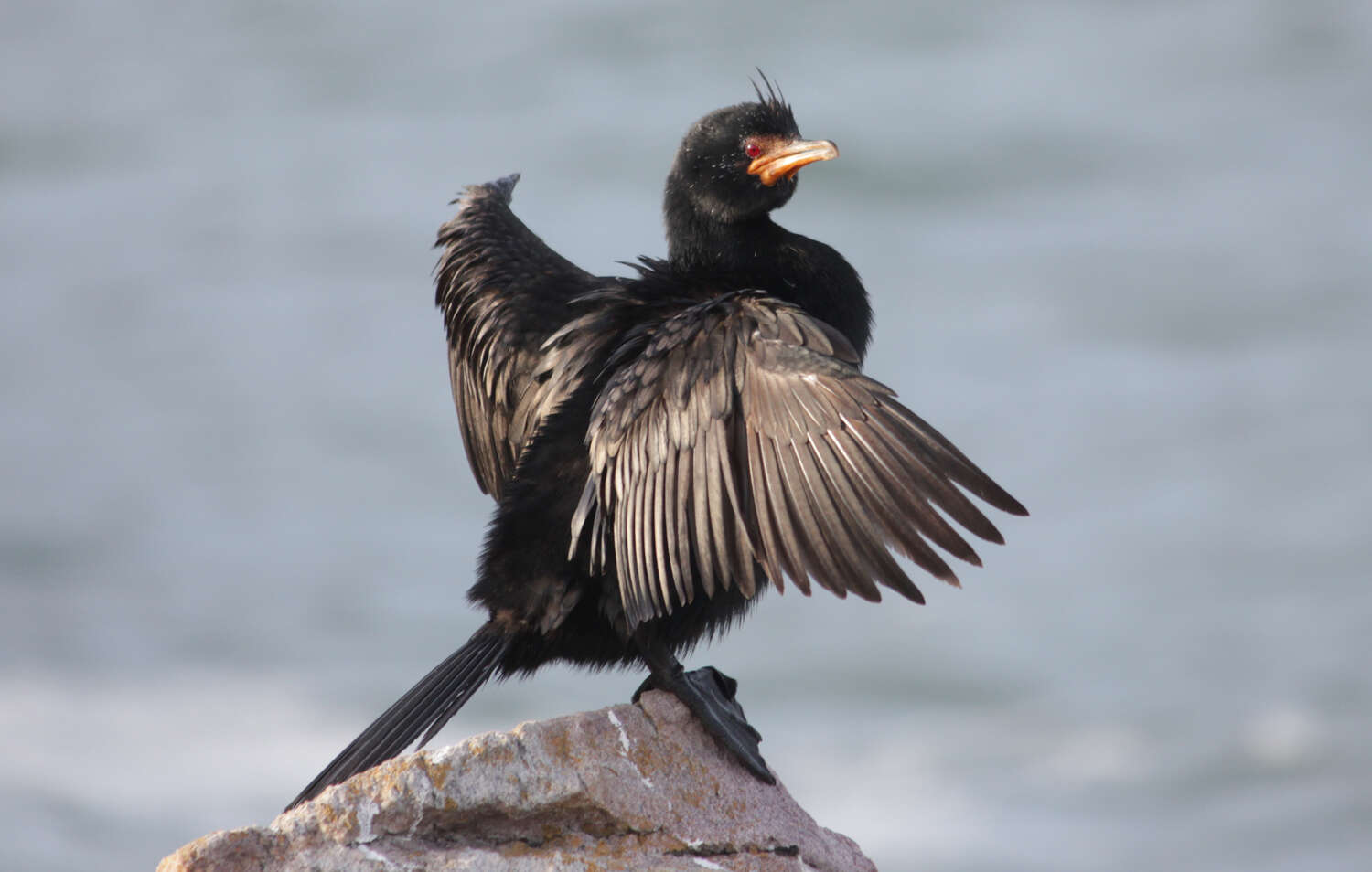 Image of Crowned Cormorant