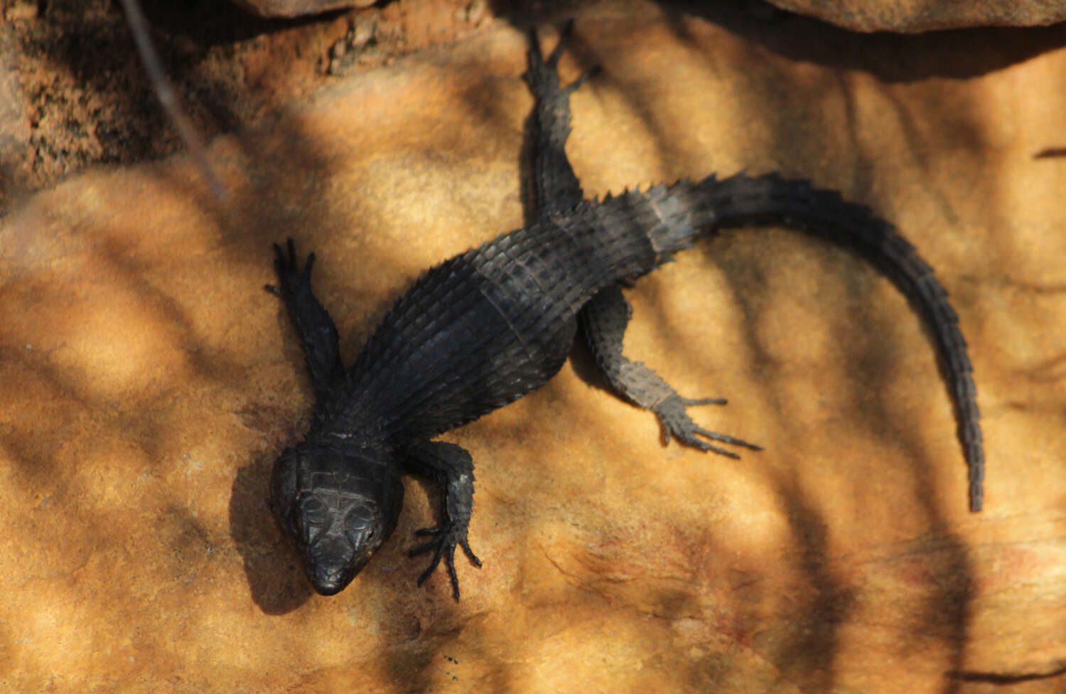 Image of Black girdled lizard