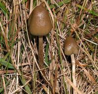 Plancia ëd Psilocybe semilanceata (Fr.) P. Kumm. 1871