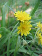 Imagem de Crepis biennis L.