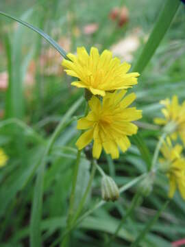 صورة Crepis biennis L.