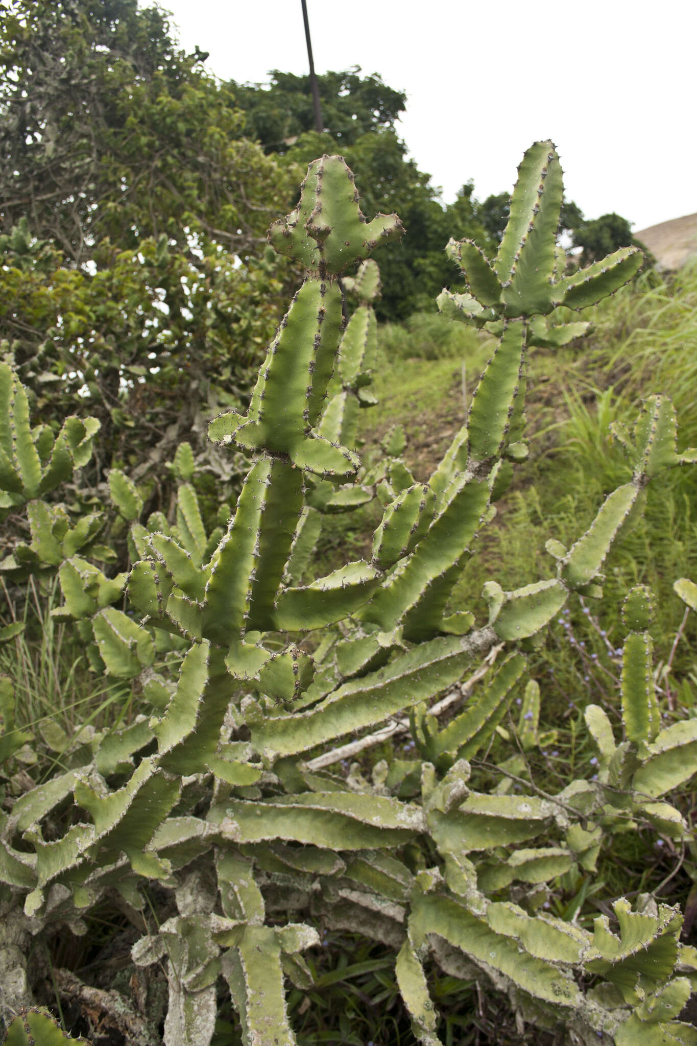 Image of Euphorbia tortilis Rottler ex Ainslie