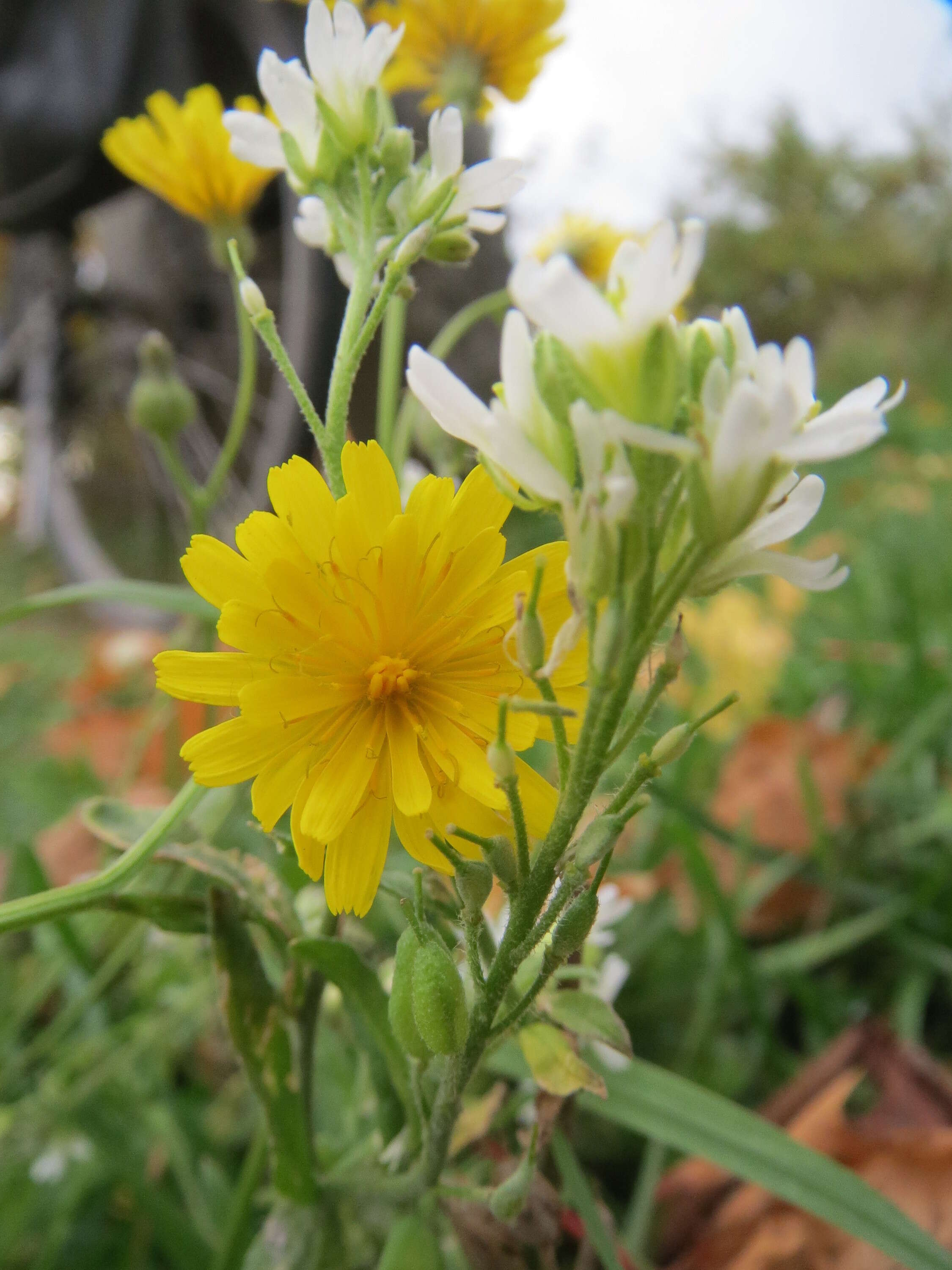 Image of rough hawksbeard