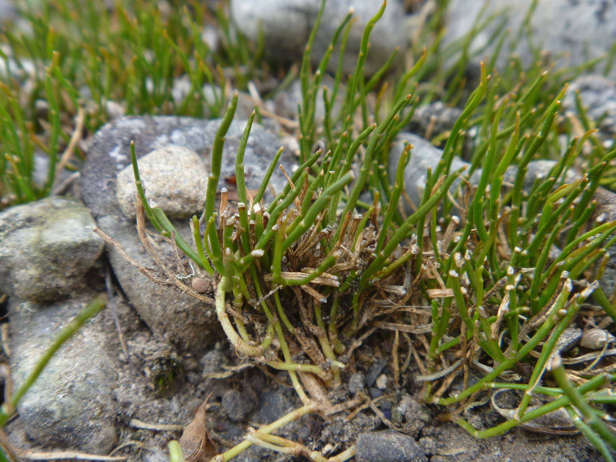 Image of Carmichaelia uniflora Kirk